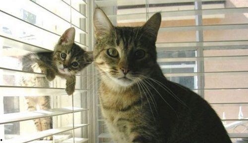 娱乐吃瓜酱猫妈,揭秘娱乐圈背后的温馨故事